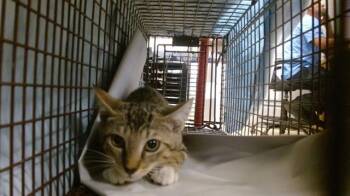 TAILS -  Domestic Short Hair Cat for Adoption in Doral, Florida - TAILS | PetCurious
