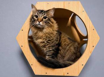 Murray -  Domestic Medium Hair Cat for Adoption in Sioux Falls, South Dakota - Murray | PetCurious