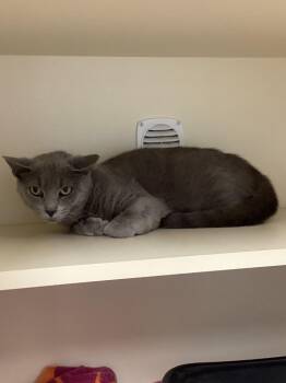 Working Cat: Gus -  Domestic Short Hair Cat for Adoption in Bloomington, Indiana - Working Cat: Gus | PetCurious