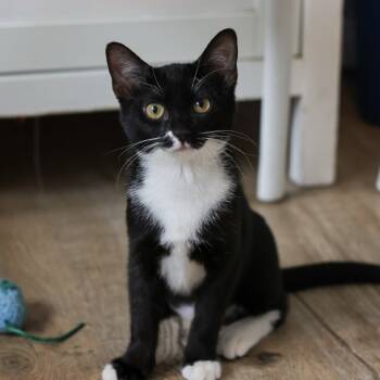 Rescue Domestic Short Hair Cats for Adoption in Los Angeles, California - Merritt | PetCurious