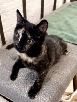 93178a River -  Domestic Short Hair Cat for Adoption in North Charleston, South Carolina - 93178a River | PetCurious