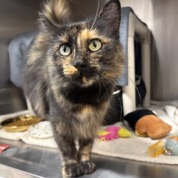 Rescue Domestic Medium Hair Cats for Adoption in Fort Wayne, Indiana - Purrsica | PetCurious