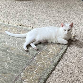 Princess -  American Shorthair Cat for Adoption in Shawnee, Kansas - Princess | PetCurious
