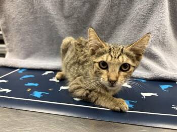 CRISTINA -  Domestic Short Hair Cat for Adoption in Ontario, California - CRISTINA | PetCurious