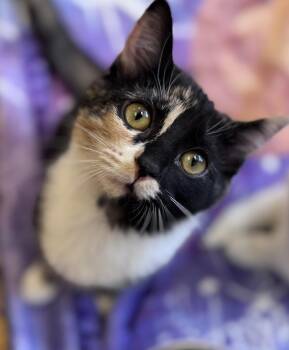 Rescue American Shorthair Cats for Adoption in Rixeyville, Virginia - Mabel And Eddie | PetCurious