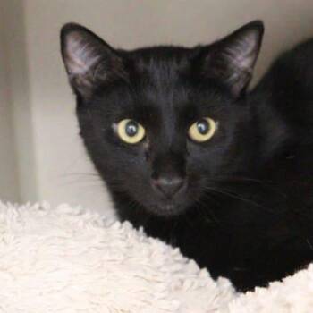 Isaac -  Domestic Short Hair Cat for Adoption in Atlanta, Georgia - Isaac | PetCurious