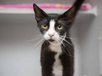 Domestic Short Hair Cats Available for Adoption in Phoenix, Arizona - IRINA | PetCurious