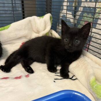 Penny -  Domestic Short Hair Cat for Adoption in Lynchburg, Virginia - Penny | PetCurious