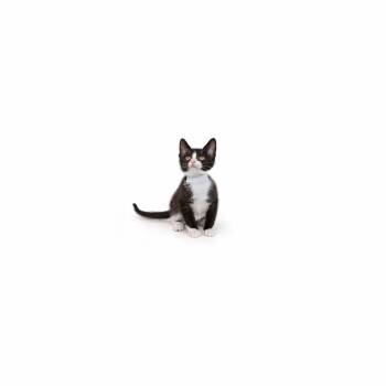 Cinnamon -  Domestic Short Hair Cat for Adoption in Los Angeles, California - Cinnamon | PetCurious