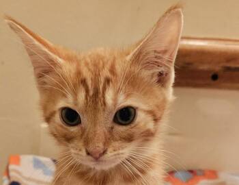 James -  Domestic Short Hair Cat for Adoption in Columbus, Indiana - James | PetCurious