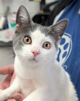 Rescue Domestic Short Hair Cats for Adoption in Canfield, Ohio - SPROUT | PetCurious