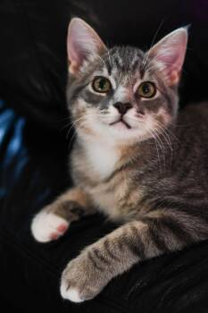 Squirt / Runa -  Domestic Medium Hair Cat for Adoption in Minneapolis, Minnesota - Squirt / Runa | PetCurious