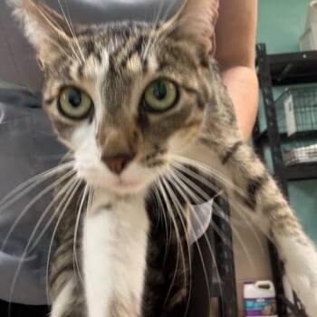 Clubs -  Domestic Short Hair Cat for Adoption in Gadsden, Alabama - Clubs | PetCurious