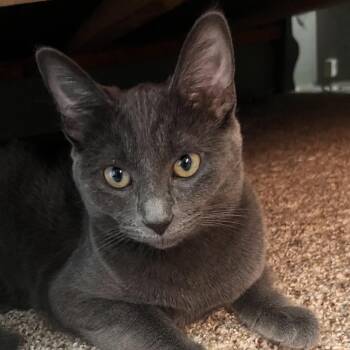 Domestic Short Hair Cats Available for Adoption - Zelda | PetCurious