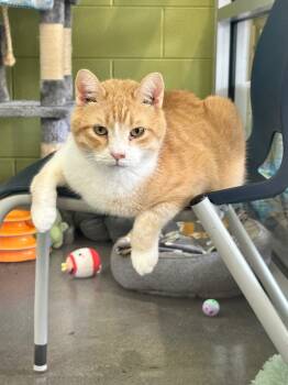 Rescue Domestic Short Hair Cats for Adoption in Johnson City, Tennessee - Pancake (Hamilton)- | PetCurious