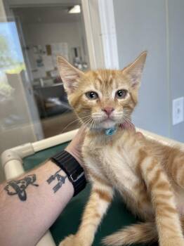 Professor -  Domestic Short Hair Cat for Adoption in Bolivar, Missouri - Professor | PetCurious