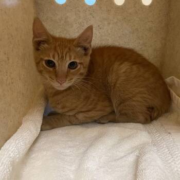 Domestic Short Hair Cats Available for Adoption in Pasadena, California - Ken | PetCurious