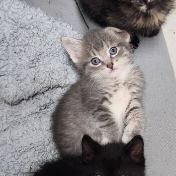 Brody Haseman -  Domestic Short Hair Cat for Adoption in Morrison, Colorado - Brody Haseman | PetCurious