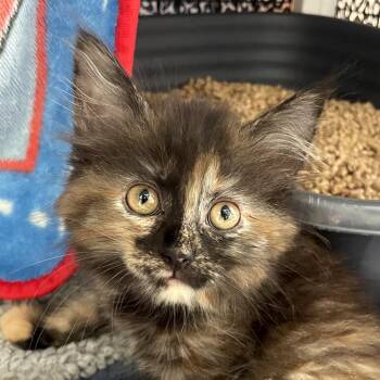 Louise -  Domestic Medium Hair Cat for Adoption in Chicago, Illinois - Louise | PetCurious