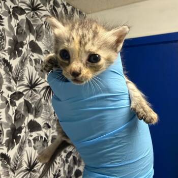 Domestic Short Hair Cats Available for Adoption in Wahiawa, Hawaii - Carrie | PetCurious