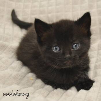 Pecan -  Domestic Short Hair Cat for Adoption in Cheyenne, Wyoming - Pecan | PetCurious