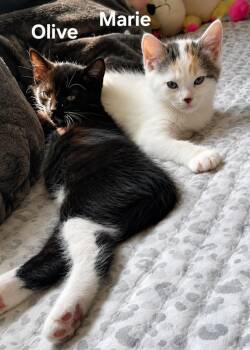 Olive & Marie -  Domestic Short Hair Cat for Adoption in Chicopee, Massachusetts - Olive & Marie | PetCurious