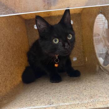 Salem -  Domestic Medium Hair Cat for Adoption in Philadelphia, Pennsylvania - Salem | PetCurious