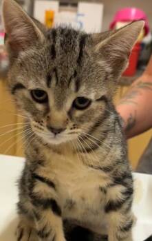 Rescue Domestic Short Hair Cats for Adoption in Elizabethton, Tennessee - RICKY | PetCurious