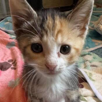 Sugar -  Domestic Short Hair Cat for Adoption in Las Vegas, Nevada - Sugar | PetCurious