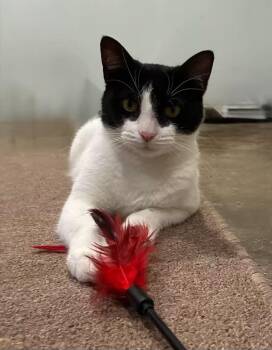 Audra -  Domestic Short Hair Cat for Adoption in Millington, Tennessee - Audra | PetCurious