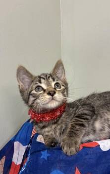 Sheena -  Domestic Short Hair Cat for Adoption in Picayune, Mississippi - Sheena | PetCurious