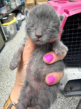 Willie Nelson -  Domestic Short Hair Cat for Adoption in Pomona, New York - Willie Nelson | PetCurious