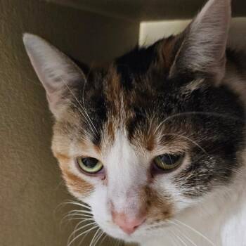 Domestic Short Hair Cats Available for Adoption - Juniper | PetCurious