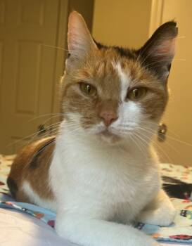 Rescue Domestic Short Hair Cats for Adoption in Cumberland, Maine - Ellie | PetCurious