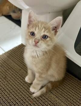 Sammie (pre adopt) -  Domestic Short Hair Cat for Adoption in Fort Worth, Texas - Sammie (pre Adopt) | PetCurious