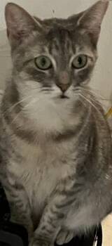 Domestic Short Hair Cats Available for Adoption in Doral, Florida - KATHY | PetCurious