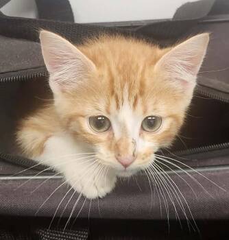 Byte -  Domestic Short Hair and American Bobtail Cat for Adoption in Republic, Missouri - Byte | PetCurious