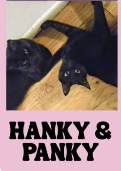 Rescue Domestic Short Hair Cats for Adoption - Hanky And Panky | PetCurious