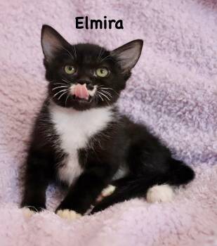 Elmira -  Tuxedo Cat for Adoption in St. Augustine, Florida - Elmira | PetCurious