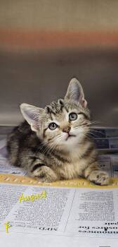 August -  Domestic Short Hair Cat for Adoption in Marion, Mississippi - August | PetCurious