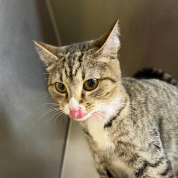 Domestic Short Hair Cats Available for Adoption in Auburn, Alabama - Thea | PetCurious