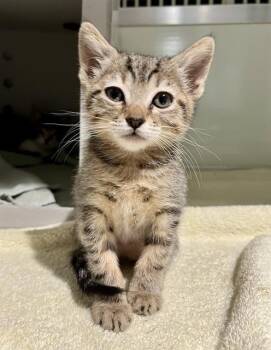 Domestic Short Hair Cats Available for Adoption in San Francisco, California - SHELLY | PetCurious