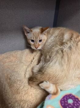 Colby -  Siamese Cat for Adoption in Liverpool, New York - Colby | PetCurious