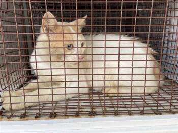 A658337 -  Domestic Short Hair Cat for Adoption in Houston, Texas - A658337 | PetCurious