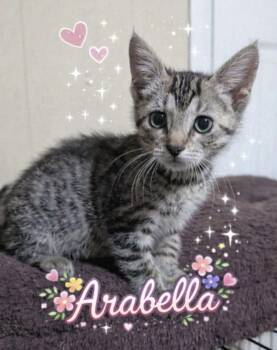 Domestic Short Hair Cats Available for Adoption - Arabella | PetCurious