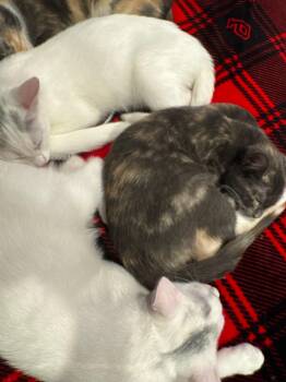 Domestic Short Hair Cats Available for Adoption in Los Angeles, California - Virginia | PetCurious