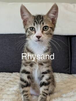 Rhysand -  Domestic Short Hair Cat for Adoption in Tucson, Arizona - Rhysand | PetCurious