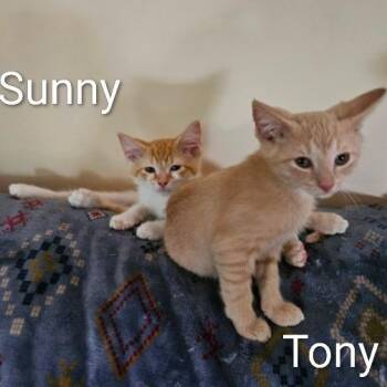 Sunny -  Domestic Short Hair Cat for Adoption in Traverse City, Michigan - Sunny | PetCurious