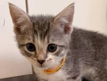 Marcia -  Domestic Short Hair Cat for Adoption in Pomona, New York - Marcia | PetCurious