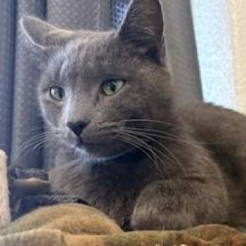 Domestic Short Hair Cats Available for Adoption - Harper | PetCurious